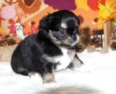 チワワ(ロング)【福岡県・女の子・2025年10月6日・ブラックタン&ホワイト】の写真3