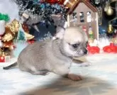 チワワ(スムース)【福岡県・女の子・2025年11月11日・フォーン&ホワイト】の写真5