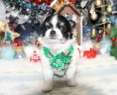 チワワ(ロング)【福岡県・女の子・2025年11月11日・パーティー】の写真7