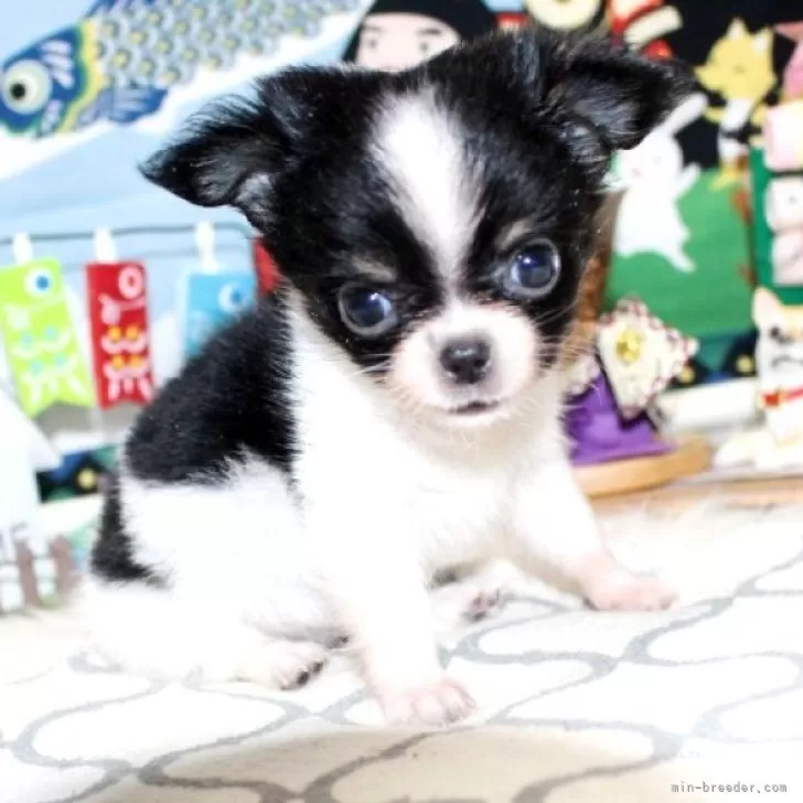 ID：2405-03532の子犬