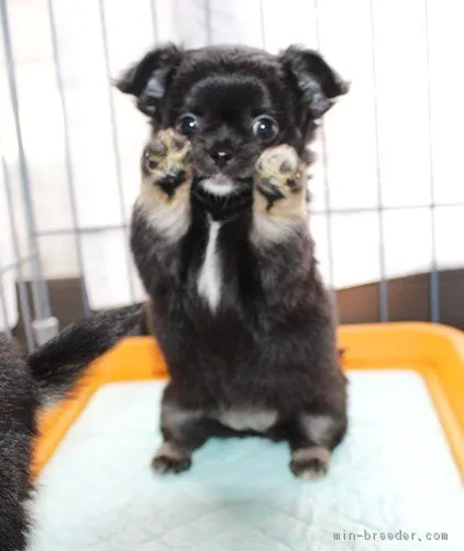 ID:1705-00427の子犬