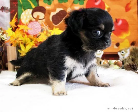 ID:2010-02295の子犬
