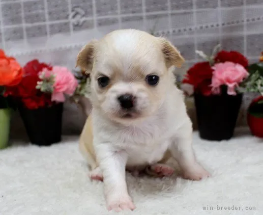 ID：1709-01541の子犬