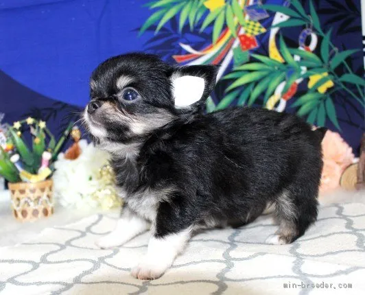 ID:1906-02792の子犬