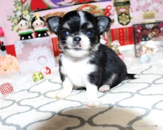 ID:2103-02571の子犬