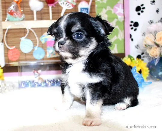 ID:2008-03467の子犬