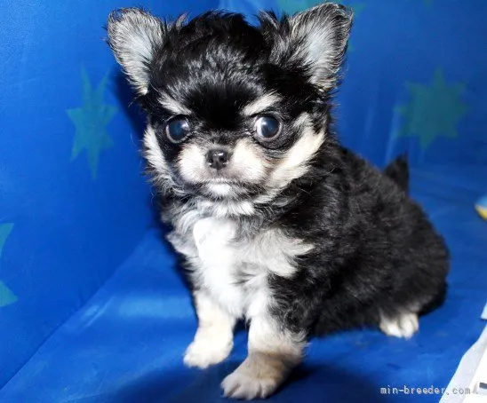 ID:2203-02067の子犬