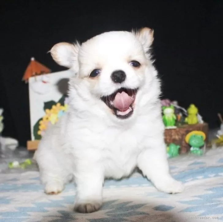 ID:2405-07551の子犬