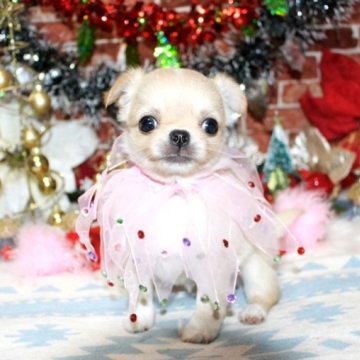 チワワ(ロング)【福岡県・女の子・2023年10月30日・クリーム&ホワイト】の写真「お目目クリクリ可愛い女の子^^両親PRAクリア」