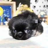 チワワ(ロング)【福岡県・男の子・2023年7月30日・ブラック&クリーム】の写真1