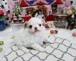 チワワ(ロング)【福岡県・女の子・2020年2月23日・ホワイト&クリーム】の写真4