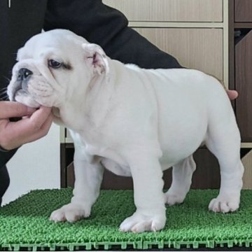 ブルドッグ【北海道・男の子・2025年9月3日・ホワイト】の写真「ショートボディーで美しい子です!」