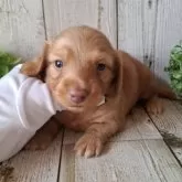 ミニチュアダックスフンド(ロング)【千葉県・男の子・2025年10月2日・ゴールド】の写真10