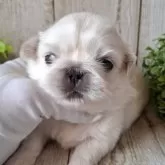 ペキニーズ【千葉県・男の子・2025年10月30日・ホワイト】の写真10