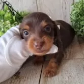 ミニチュアダックスフンド(ロング)【千葉県・男の子・2025年10月2日・チョコレート&タン】の写真6