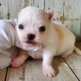 チワワ(ロング)【千葉県・男の子・2025年9月17日・ホワイト&クリーム】の写真8