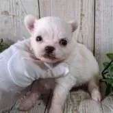 チワワ(ロング)【千葉県・男の子・2025年9月17日・ホワイト&クリーム】の写真10