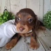 ミニチュアダックスフンド(ロング)【千葉県・男の子・2025年10月2日・チョコレート&タン】の写真15