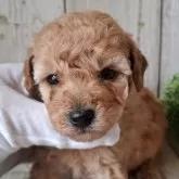 トイプードル(トイ)【千葉県・女の子・2025年12月10日・レッド】の写真15