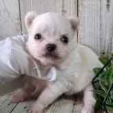 チワワ(ロング)【千葉県・男の子・2025年9月17日・ホワイト&クリーム】の写真12