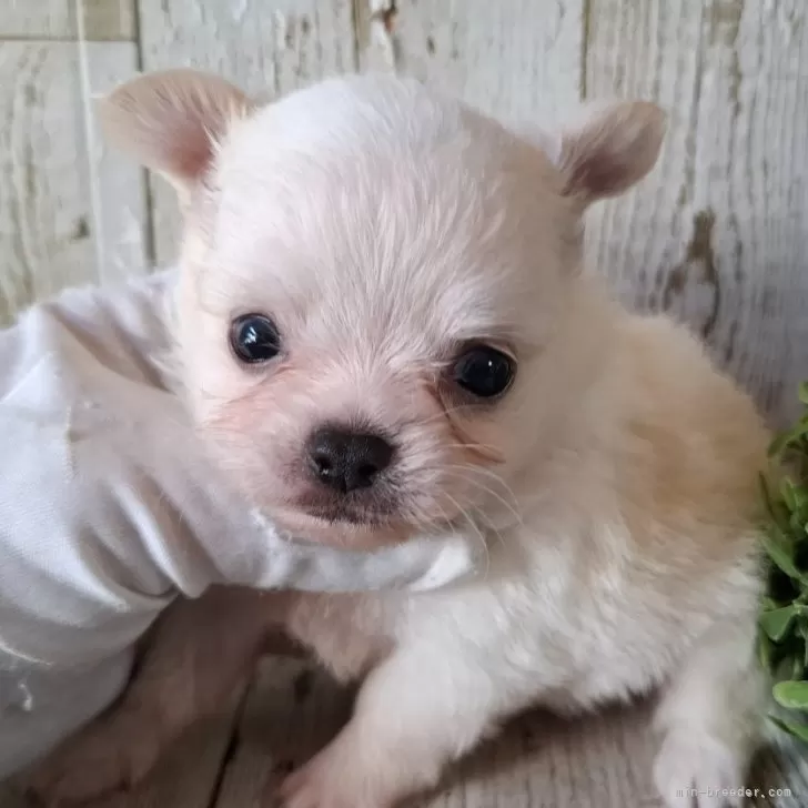 チワワ(ロング)【千葉県・男の子・2025年9月17日・ホワイト&amp;クリーム】の写真1