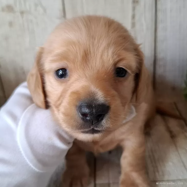 ミニチュアダックスフンド(ロング)【千葉県・女の子・2025年10月23日・ゴールド】の写真1