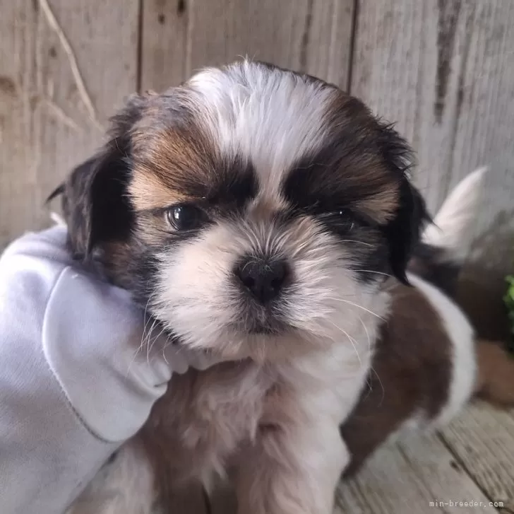 ID：2501-07205の子犬