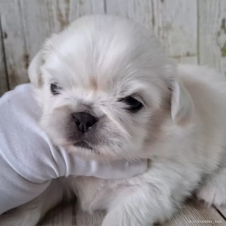 ID：2504-05519の子犬
