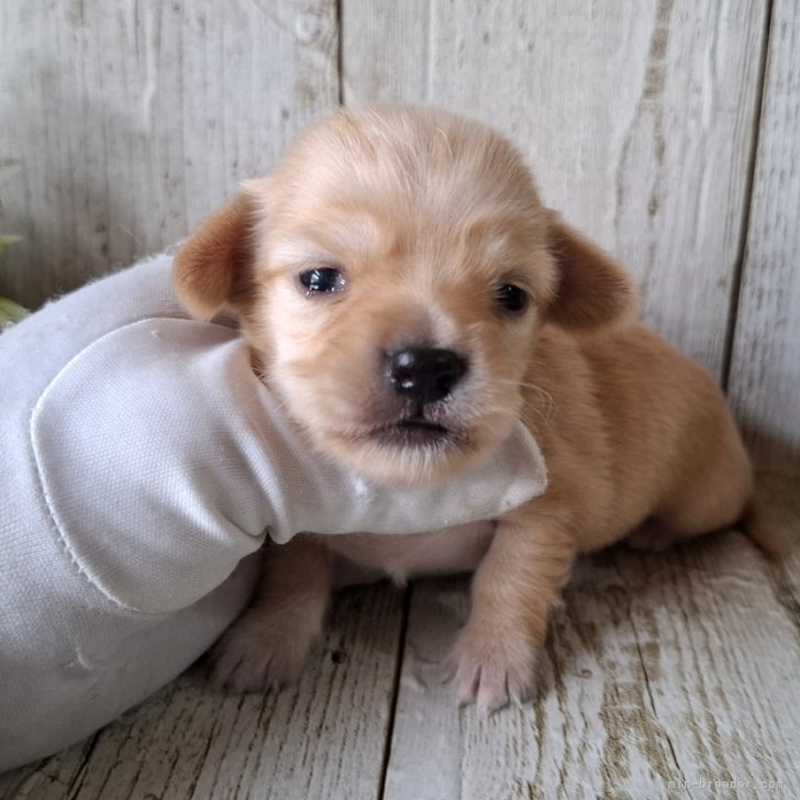 犬ちゃん チワックス(チワワ×ダックスフンド)【千葉県・女の子・2025年7月