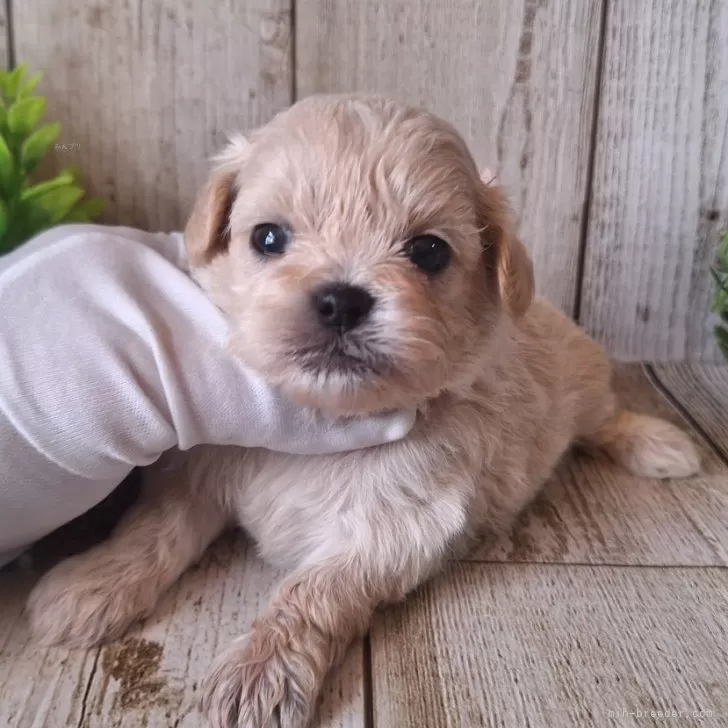 M... 様のお迎えした子犬