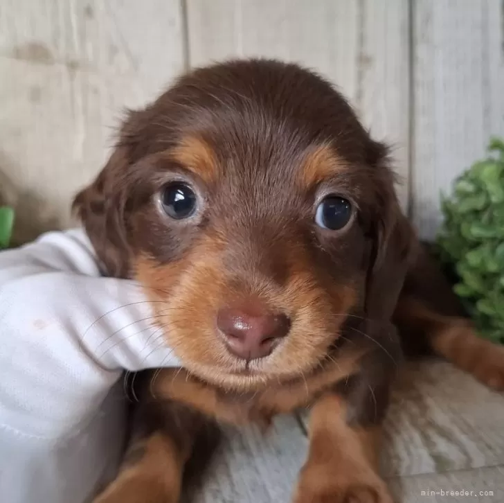 ミニチュアダックスフンド(ロング)【千葉県・男の子・2025年10月2日・チョコレート&amp;タン】の写真1