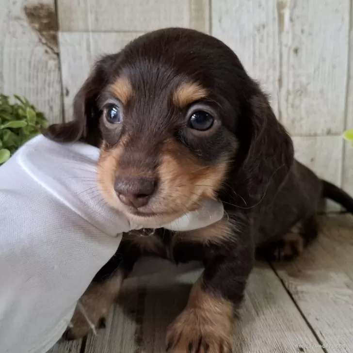 ID：2504-02827の子犬