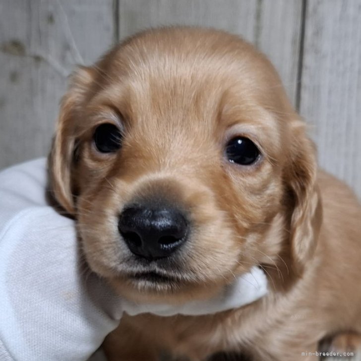 ブリーダー画像