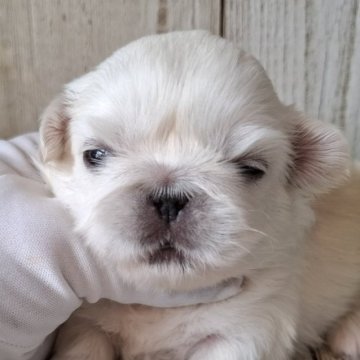 ペキニーズ【千葉県・男の子・2025年10月30日・ホワイト】の写真「このワンちゃんの見学は12月25日で終了となります」