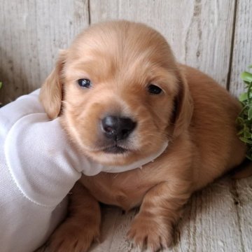 ミニチュアダックスフンド(ロング)【千葉県・女の子・2025年10月23日・ゴールド】の写真「このワンちゃんの見学は12月19日で終了となります」