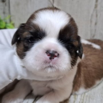 シーズー【千葉県・男の子・2025年10月29日・ホワイト&ゴールド】の写真「このワンちゃんの見学は12月25日で終了となります」