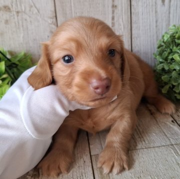 ミニチュアダックスフンド(ロング)【千葉県・男の子・2025年10月2日・ゴールド】の写真「このワンちゃんの見学は11月27日で終了となります」