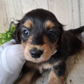 ミニチュアダックスフンド(ロング)【千葉県・男の子・2025年10月2日・ブラック&タン】の写真「このワンちゃんの見学は11月27日で終了となります」