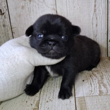 ミックス(ペキニーズ×パグ)【千葉県・男の子・2025年5月8日・ブラック】の写真「このワンちゃんの見学は7月3日で終了となります」