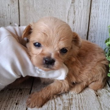 ペキプー(ペキニーズ×トイプードル)【千葉県・男の子・2025年7月17日・クリーム】の写真「このワンちゃんの見学は9月11日で終了となります」