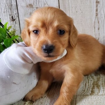 ミニチュアダックスフンド(ロング)【千葉県・女の子・2025年9月11日・ゴールド】の写真「このワンちゃんの見学は11月6日で終了となります」