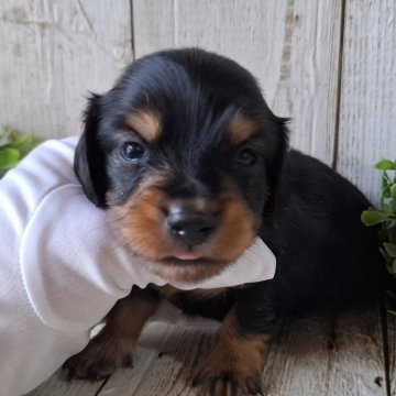 ミニチュアダックスフンド(ロング)【千葉県・男の子・2025年10月2日・ブラック&タン】の写真「このワンちゃんの見学は11月27日で終了となります」