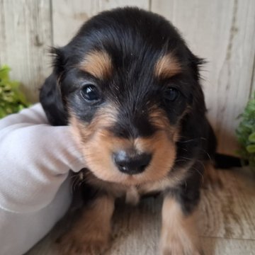 ミニチュアダックスフンド(ロング)【千葉県・男の子・2025年10月2日・ブラック&タン】の写真「このワンちゃんの見学は11月27日で終了となります」