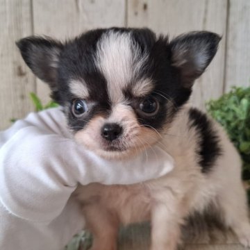 チワワ(ロング)【千葉県・女の子・2025年10月9日・ホワイト&ブラックタン】の写真「このワンちゃんの見学は12月4日で終了となります」