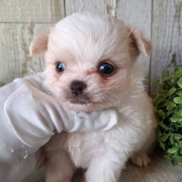 チワワ(ロング)【千葉県・男の子・2025年9月17日・ホワイト&クリーム】の写真「このワンちゃんの見学は11月13日で終了となります」