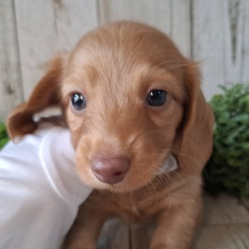 ミニチュアダックスフンド(ロング)【千葉県・男の子・2025年10月2日・ゴールド】の写真「このワンちゃんの見学は11月27日で終了となります」