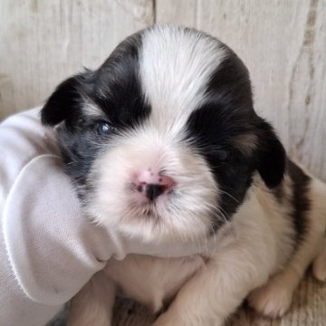 シーズー【千葉県・男の子・2025年11月13日・ホワイト&ゴールド】の写真「このワンちゃんの見学は1月8日で終了となります」