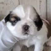 シーズー