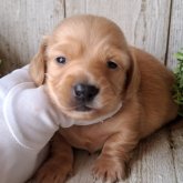 ミニチュアダックスフンド(ロング)