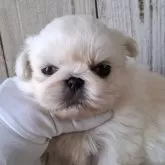 ペキニーズ